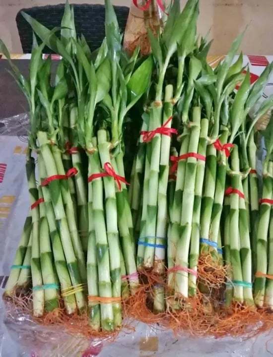 [ BUY 10 GET 1 FREE ] Lucky Bamboo  - for wealth and good Luck ( REAL )