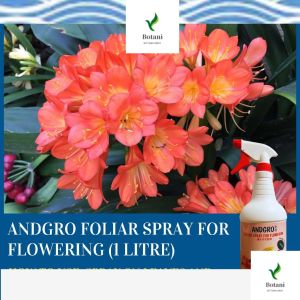 （BotanicaBay）Foliar Spray for Flowering (1000ml) Promotes More Buds Longer Blooms & Stronger Flowering Plants