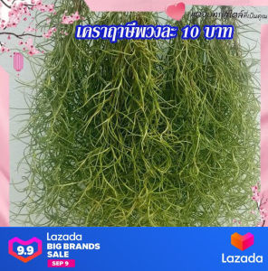 เคราฤาษี พวงละ 10 บาท พร้อมลวดแขวน พืชฟอกอากาศ ช่วยดูดซับโลหะหนัก ช่วยกรองฝุ่นละออง ช่วยเพิ่มบรรยากาศสดชื่น