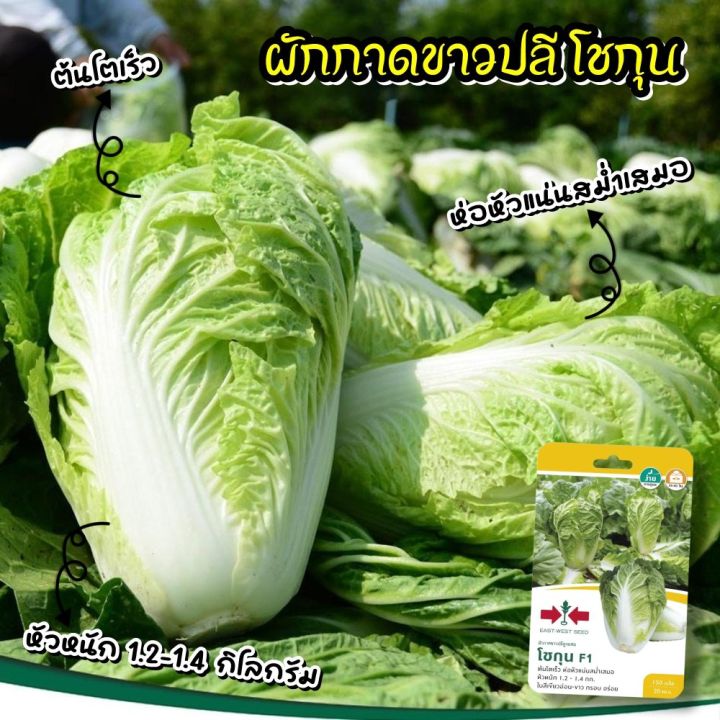 เมล็ดผักกาดขาวปลี โชกุน ศรแดง F1 โตเร็ว