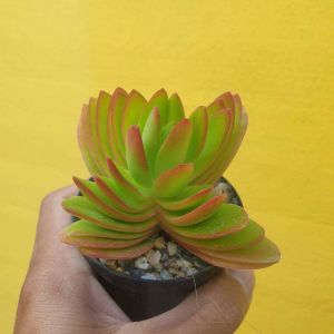 ไม้อวบน้ํากุหลาบหิน แครสซูลา คาปิเทลลา แคมป์ไฟร์ Crassula capitella Campfire #succulent #Crassula #ไม้อวบน้ํากุหลาบหิน