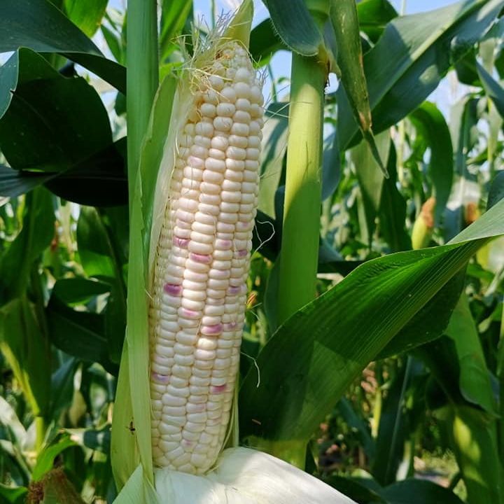 8 อันดับเมล็ดพันธุ์ข้าวโพดข้าวเหนียว ปลูกง่าย ผลผลิตดี อัปเดตปี 2025