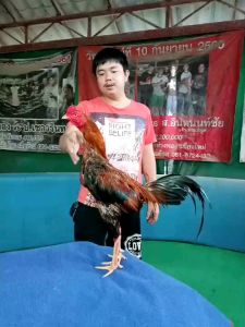 ไข่เชื้อไก่ชนชุดvipของทางซุ้ม เจ้าทองอภิเดชสุดยอดไก่แข้งหน้าตีตาราคาฟองละ120บาท(พิเศษช่วงโปรซื้อ3แถม1/ซื้อ5แถม2)