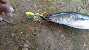 Umpan Jitu Ikan Gabus & Jaws Frog Mini