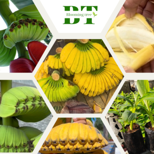 ต้นกล้วยเทพนมเพาะเนื้อเยื่อ มีเนื้อสีขาวงาช้าง นุ่ม มีกลิ่นหอม และมีคุณค่าทางโภชนาการ