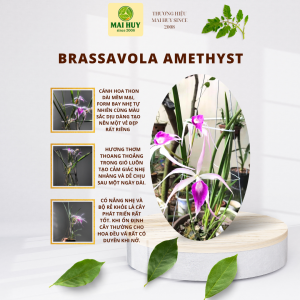 BRASSAVOLA AMETHYST - BÁN THEO HƯỚNG – NÉT ĐẸP NHẸ NHÀNG CÀNG NGẮM CÀNG MÊ - MAI HUY SINCE 2008