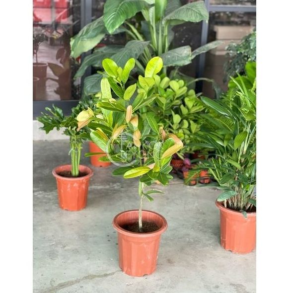 TKL - Outdoor Big Size Garcinia Subelliptica Happiness Tree Real ...