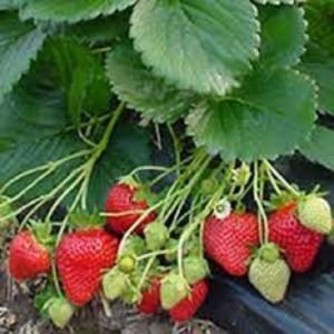 Strawberry Seeds – Heat Tolerant Sweet Honey Variety – Easy to Grow in Philippines – Green Soil