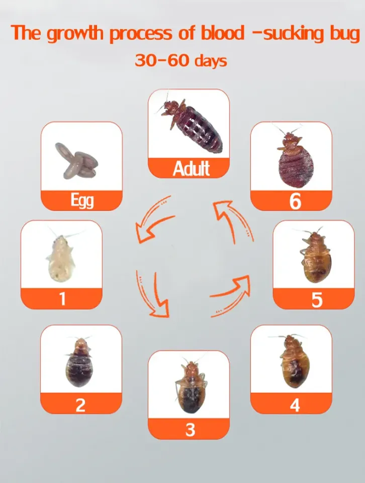 Third-generation egg double kill with immediate effect bed bugs