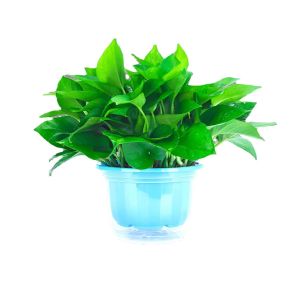 LZD Scindapsus Aureus Bonsai Indoor Formaldehyde Remover Purified Air Cane Hanging New House Hydroponic Flower Green Plant Large Leaf Devils Ivy