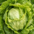 LETTUCE SEED VARIETY/GREEN RAPID/ROMAINE/ICEBERG/MIA RED/AVA RED/KAYLA RED/BLACK ROSE/ HIGH QUALITY SEEDS/HIGHER GERMINATION RATE. 