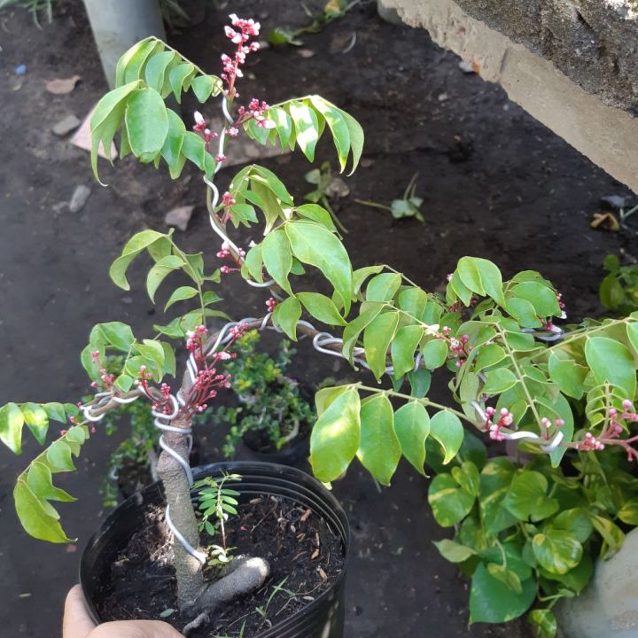 KHUYẾN MÃI SỐC TẶNG QUÀ cây khế bonsai mini đang quả + Tặng kèm cây chè lá vối uống nước