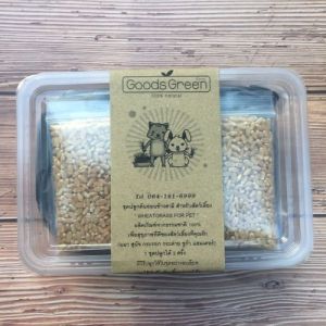 ชุดเพาะต้นอ่อนข้าวสาลี ชุดปลูกข้าวสาลี ชุดปลูกหญ้าแมว (ไซต์ M)