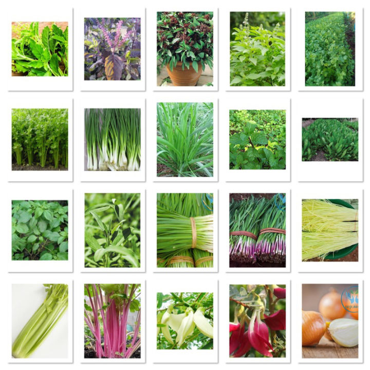 เมล็ดพันธุ์ผักสวนครัวรวม กะเพรา โหระพา ผักชี