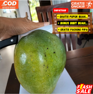 Pohon Mangga RED Brazil Bibit Asli Super Unggul Manis Sekali