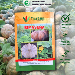 Benih Labu Waluh BIMASENA 10 Gram Asli Cap TIGA DAUN Unggul & Produktif