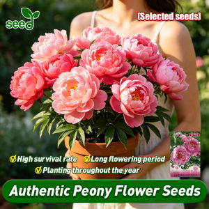 [Selected Seeds] 100% Authentic Peony Flower Seeds for Planting & Gardening Fresh Peony Seeds for Sale Balcony Indoor Potted Peony Live Plant Flowering Plants Seeds Bonsai Peony Plant Seeds for Garden Decor Peony Flower Plants Easy To Grow Flowers