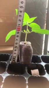 20 Viên Nén Xơ Dừa Ươm Hạt giống viên nén sơ dừa hữu cơ ươm trồng rau cây giống