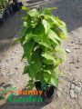 Chậu Cây Giống Hoa Tigon, Cao 20-30cm. 
