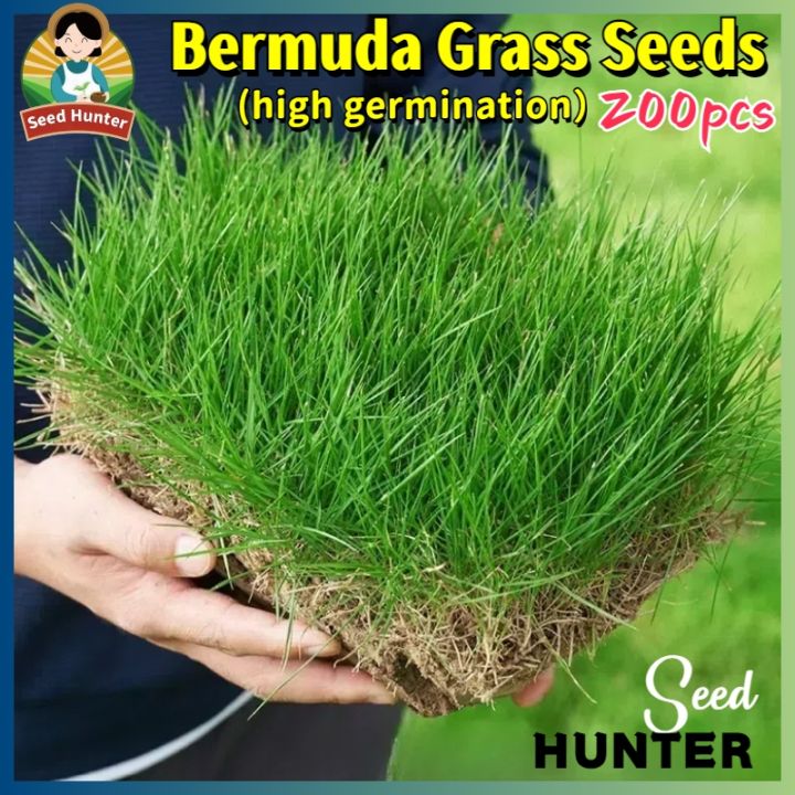 Fresh Lawn Grass Seeds Bermuda Grass Seeds for Garden (Fast Growing 200 ...