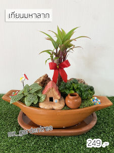 [ต้นไม้จริง] สวนถาด เทียนมหาลาภ ต้นไม้คัดฟอร์มสวยทุกต้น