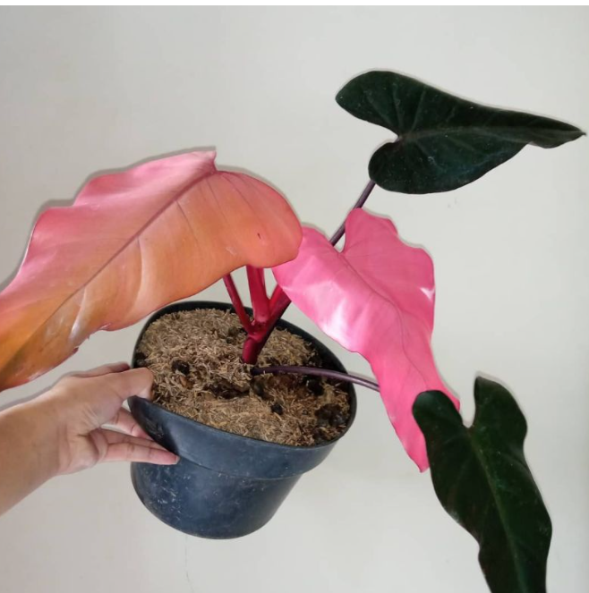 Tanaman Hias philodendron dark lord Pink / pilo murah / Tanaman Hias pilo  pink / tanaman philo pink - Lazada | Lazada Indonesia