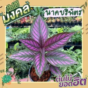 ต้นนาคบริพัตร พร้อมกระถาง 6นิ้วใบสีม่วงสวย ต้นไม้มงคล ใบสวย ดูแลง่าย ต้นไม้ฟอกอากาศ ต้นไม้ในร่มรำไร ต้นไม้พุ่มขนาดเล็ก ต้นไม้