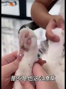 เครื่องตัดเล็บ LED ใบมีดที่ปลอดภัยที่ตัดเล็บสัตว์เลี้ยงสำหรับเล็มอุ้งเท้าอย่างไม่เจ็บปวดเล็บที่ได้รับการดูแลอุปกรณ์ตัด