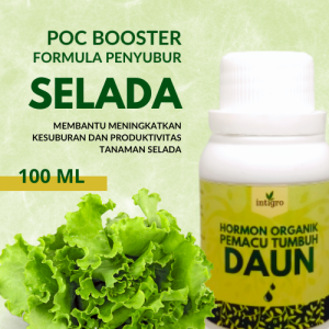 Pupuk Penyubur Daun Selada / Pupuk Untuk Tanaman Selada / Pupuk Daun Untuk Tanaman Selada Pelebat