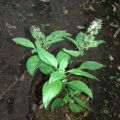 bibit tanaman daun selasih-pohon daun selasih. 