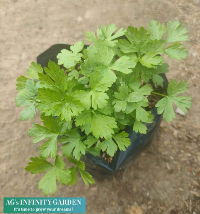 Parsley Live Plant " LUZON ONLY " ( Outdoor Plant, Real Plant , Plants