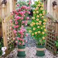 100seeds Climbing Rose Flower Seeds for Planting Flowers Potted Flowering Rose Plants Seeds Gardening Climbing Plants Balcony Ornamental Plants Real Plants Live Plants for Sale Fast Growing Flowers Seeds Vegetable Seeds Home Garden Decor. 