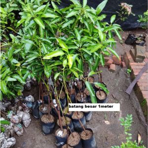 Bibit Mangga Madu 1 meter Super Okulasi Ukuran Besar