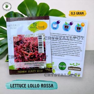 Benih Bibit Selada Keriting Merah Lollo Rossa Haira Seed - LETTUCE LOLLO ROSSA
