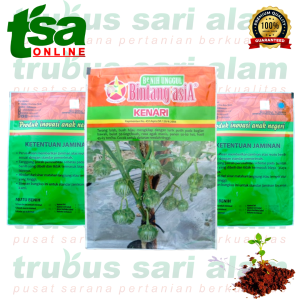 KENARI 10gr - Benih bibit biji sayuran sayur Terong terung lalap hijau bulat manis enak BINTANG ASIA
