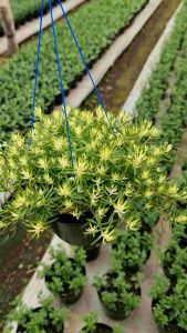 Tanaman Hidup | Sedum Gantung / Jarum ( 1 Pot Rimbun )