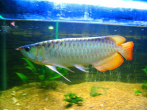 LIVE FISH !!!! BANJAR RED AROWANA 现货 一号半龙鱼 红尾号半 3inch+/- RED TAILS !! AROWANA FISH/IKAN AIR TAWAR / Ikan Kelisa 5inch+/-(Small Fishes/Guppy/Live Shrimp/Snails)