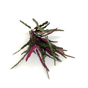 Hemigraphis Repanda /（Dragons Tongue purple-terrarium/paludarium/vivarium/gardening/rainforest landscaping