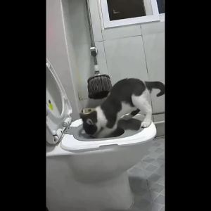 Reusable Cat Toilet Guide Cat Toilet Trainer Cat Toilet Sand Tray Sand Pot Training Mat Cat Toilet Training Cleaning Seat Tool2026