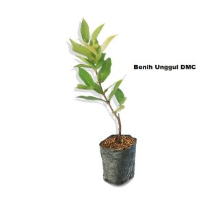 BIBIT JAMBU AIR JAMAIKA