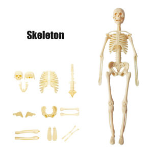 3D Human Body Anatomy Model Children Plastic DIY Skeleton Toy Science Early Learning Aids Educational Toys