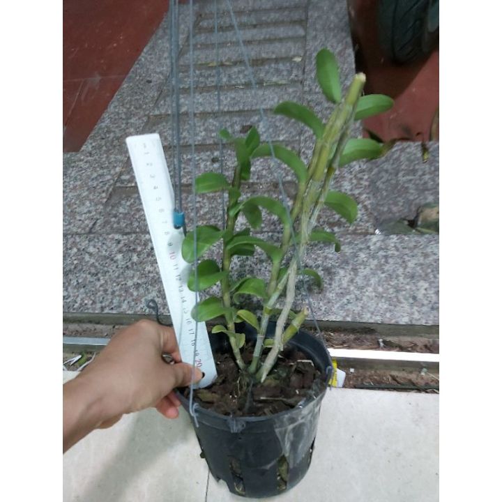 Phi%20%C4%91i%E1%BB%87p%20r%E1%BB%ABng,%20L%E1%BB%99c%20B%E1%BA%AFc%20nh%C3%A2n%20kie%20-%20Image%205