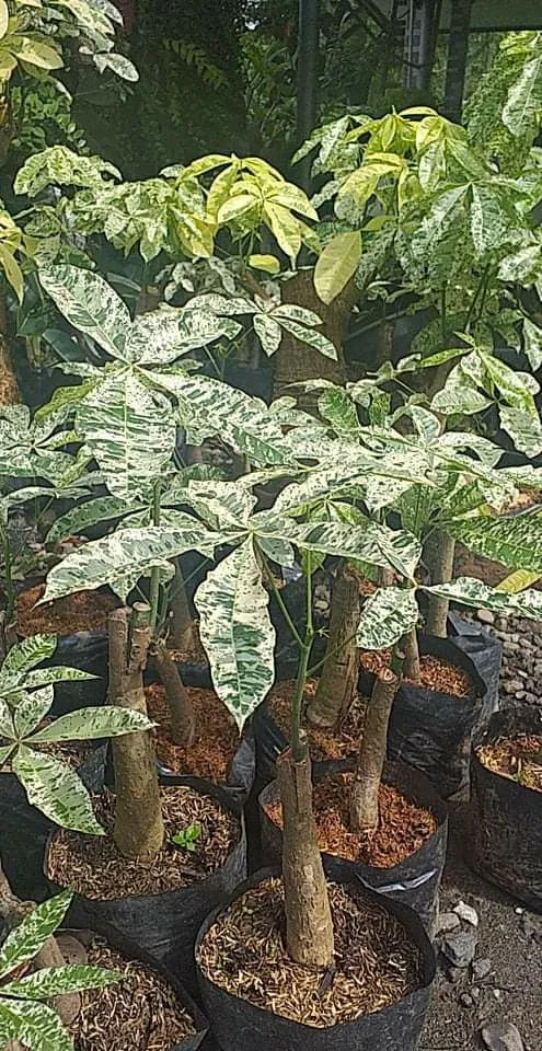 Money Tree Variegata Variegated Pachira Aquatica Grafted | Lazada PH