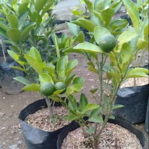BERBUAH...Bibit Tanaman Jeruk Nipis Kondisi Berbuah Kualitas Unggul