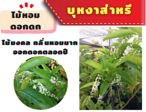 ต้นบุหงาส่าหรี ไม้มงคล ดอกดก ไม้หอมออกดอกตลอดปี !! กระถาง 8 นิ้ว ส่งทั้งกระถาง ไม้ประดับดอกมีกลิ่นหอม