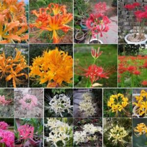 Combo 5 củ giống hoa bỉ ngạn nhiều màu - Kèm 5 viên nén xơ dừa ươm củ