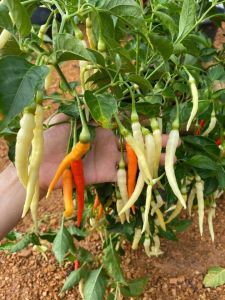 พริกเหลืองอินโด 50-200 เมล็ด ปลูกครั้งเดียว กินได้เป็นปี 3แถม1