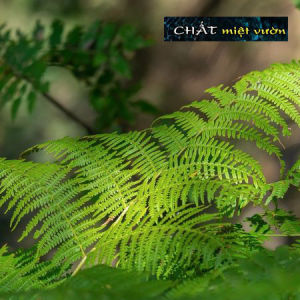 Cây Dương Xỉ Lá Nhuyễn cực đẹp (cây cao 25-40cm như hình)