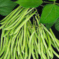 SULIT PACK! SITAW NA TURO/BUSH SITAW/LOS BANOS VARIETY (10 pcs seeds). 