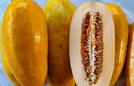 10 Benih Timun Suri Emas Kuning Super Aurelia IPB Unggul